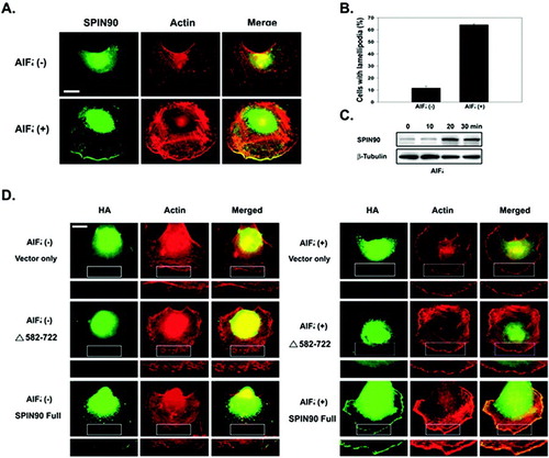 Figure 5 Ablation of the SPIN90-C-term (582-722) abolishes aluminium fluoride induced lamellipodia formation. MDA-MB-231 cells were untreated or treated with aluminium fluoride for 20 min and then immunostained with rabbit anti-SPIN90 antibody followed by visualization with an FITC-conjugated secondary antibody (green) or Texas Red-phalloidin to visualize actin (red). Merged images are shown in yellow. SPIN90 protein was distributed along the plasma membrane at the peripheral edge in the aluminium fluoride treated cells. Scale bar represents 10 μ m. (B) Quantification of cells with lamellipodia versus those without in the presence or absence of aluminium fluoride. The values shown represent the means ± S.D. of triplicate experiments. (C) Immunoblot analysis with anti-SPIN90 antibody at the indicated times after aluminium fluoride treatment. (D) Cells expressing empty HA-vector, HA-SPIN90-full and HA-SPIN90-Δ 582-722 (amino acids 1-581) were treated or not treated with aluminium fluoride for 20 min and then immunostained with anti-HA antibody followed by visualization with a fluorescein isothiocyanate-conjugated secondary antibody (green) and Texas Red-phalloidin staining of actin (red). Merged images are shown in yellow. Scale bar represent 10 μ m.