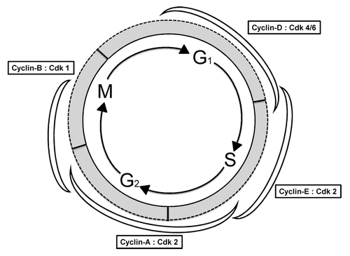 Figure 1. Stages of cell cycle regulation. Each of the four stages in the cell cycle is regulated by a combination of different cyclins and Cdk proteins. The kinase activity of the cyclin:Cdk complex activates substrates that regulate the progression and completion of each phase.Citation1