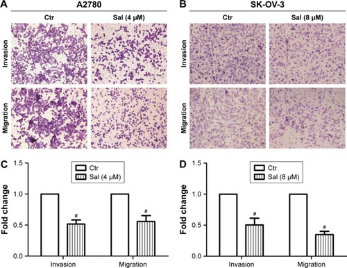 Figure 2 Salinomycin repressed the invasion and migration abilities of EOC cells.