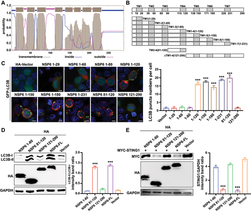 Figure 4. SARS-CoV-2 NSP6 81–120 is the key region for autophagy induction and STING1 degradation. (A) Prediction of transmembrane helices of NSP6 by the software TMHMM. Extracellular (pink lines), transmembrane (gray lines), and cytosolic regions (blue lines) of the encoded protein are shown. (B) Schematics of a working topology model of the truncated SARS-CoV-2 NSP6. (C) the GFP‐LC3B puncta were visualized by confocal microscopy in HEK293T cells co-transfected with GFP‐LC3B and the indicated truncated NSP6 plasmids for 24 h (left). The amount of autophagy was determined by quantification of GFP-LC3B puncta in 30 cells (right). Scale bars: 5 µm. (D) the LC3B expression was detected by immunoblotting in HEK293T cells transfected with the indicated truncated NSP6 plasmids for 24 h (left). Band intensities were determined by ImageJ software (right). (E) the STING1 expression was detected by immunoblotting in HEK293T cells co-transfected with MYC-STING1 and the indicated truncated NSP6 plasmids for 24 h (left). Band intensities were determined by ImageJ software (right). Data are representative of three independent experiments. Data are presented as mean ± SD. *P < 0.05, **P < 0.01, and ***P < 0.001 (unpaired, two-tailed Student’s t-test).