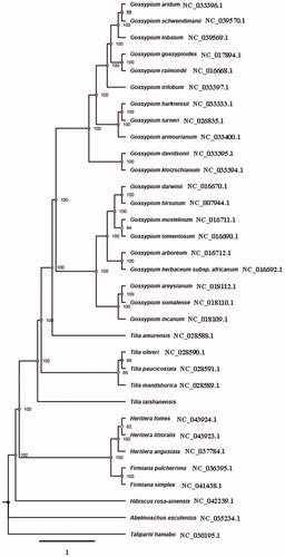 Figure 1. A maximum-likelihood (ML) tree of T. taishanensis and other 33 related species based on the complete chloroplast genome sequence. The accession numbers are showed in the figure, and the numbers behind each node are bootstrap support values.