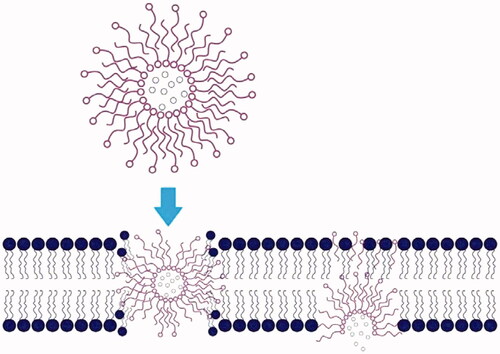 Figure 8. Mechanism of passage of dendrimers through lipid bilayer.