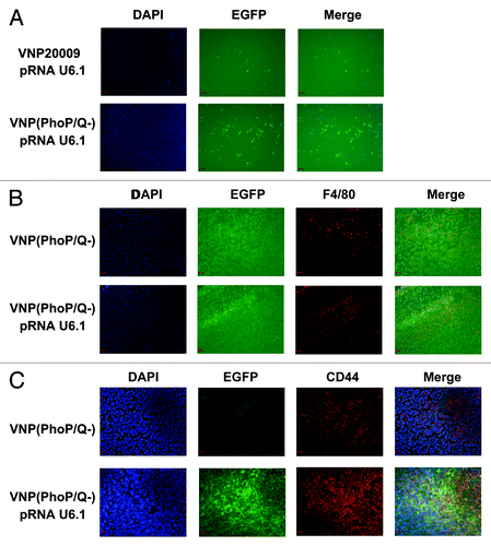Figure 6. Releasing plasmid effect of VNP(PhoP/Q−). 4T1 breast cancer mice per group were injected i.p. with 1 × 104 cfu of VNP20009 and VNP(PhoP/Q−) bearing pRNAU6.1 RNA interference vector. Six days post-treatment, frozen tumor sections were prepared and EGFP expression in tumor tissues was analyzed. EGFP expression indicated the shRNA expression ability of interference plasmid in tumor cells. (A) EGFP expression in tumor tissue. (B) EGFP expression in macrophages of tumor tissues. (C) EGFP expression in 4T1 tumor cells of tumor tissues.