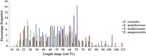 Figure 9. Pooled annual length frequency distribution of large-size groupers.