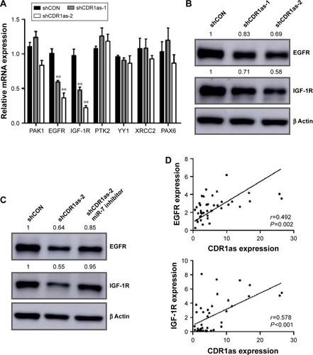 Figure 5 CDR1as positively regulates EGFR and IGF-1R in CRC.
