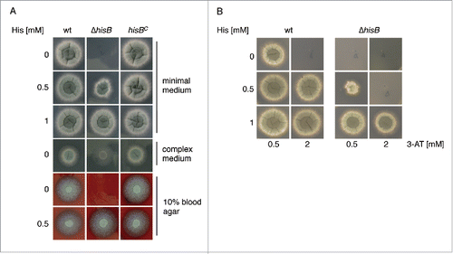 Figure 1. Inactivation of HisB in A. fumigatus results in histidine auxotrophy (A) and growth inhibition of A. fumigatus by 3-AT is neutralized by histidine supplementation (B). Fungal strains were point-inoculated on Aspergillus minimal medium, complex medium and blood agar containing the indicated histidine concentrations and incubated at 37°C. Growth on minimal medium and blood agar was scored after 48 h, on CM after 24 h. For investigation of 3-AT-activity (B) minimal medium was used.