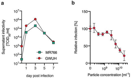 Figure 8. Primary gingival fibroblasts are productively infected by ZIKV, but infection is inhibited by saEVs. a) Primary gingival fibroblasts were infected with ZIKV MR766 or GWUH (MOI 8) and supernatant was collected on 0, 1, 3, 5 and 7 dpi. By performing TCID50 endpoint titration TCID50/ml was determined according to Reed and Muench. (b) Primary gingival fibroblasts were inoculated with serially diluted saEVs, of which the particle number was determined, and infected with ZIKV MR766 (MOI 5). 2 hours post-infection, medium was changed and 2 days later infection rates were determined by the cell-based immunodetection assay that enzymatically quantifies the flavivirus protein E. Data in b) are normalized to infection rates in the absence of the respective sample and represented as average values obtained from triplicate infections ± standard deviations.