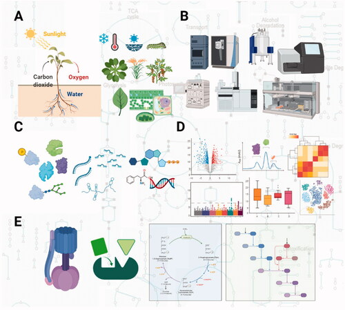 Figure 1. System-level characterization of metabolic regulation (A) by multi-omics analysis of plant species, natural accessions, mutants, conditions, developmental stages, organs, tissues and organelles (B). Progress in chromatography, mass spectrometry, robotization, sequencing (among others) (C) has enabled the identification and quantification of genomes, transcriptomes, proteomes, and metabolomes (D). Computational analysis of the obtained data led to identifying novel interactions, improved annotation of metabolic pathways, and understanding of signaling and regulatory cascades upstream and downstream of metabolism (E). Figure was created using Biorender.com.