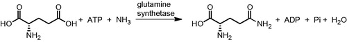 Figure 1. Reaction catalysed by glutamine synthetase.