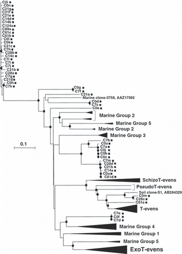 Figure 2 Neighbor-joining phylogenetic tree comparing g23 amino acid sequences of clones obtained in the present study with those of enterophages and marine clones (Filée et al. 2005). The filled circles indicate internal nodes with at least 50% bootstrap support. The scale bar represents the abundance of amino acid substitutions per residue. The filled squares indicate clones obtained from composting rice straw (RS) in the present study. The filled triangles indicate the clusters of enterophages and marine clones (Filée et al. 2005).
