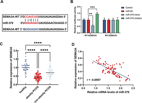 Figure 2 SEMA3A is a target gene of miR-379 in obesity-PCOS. (A) Sequence fragment of SEMA3A bound to miR-379. (B) Dual luciferase reporter validates targeted binding between miR-379 and SEMA3A. (C) Expression of SEMA5A in the three groups was detected by RT-qPCR. (D) Correlation analysis between miR-379 and SEMA3A in obesity-PCOS patients. ****P < 0.0001; ***P < 0.001; **P < 0.01.