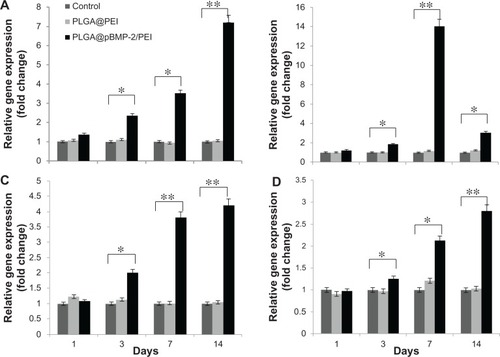 Figure 4 Cell differentiation analysis of MC3T3-E1 cells after 1, 3, 7, and 14 days post-transfection using qPCR assays. (A) Alkaline phosphatase gene expression; (B) runt-related transcription factor 2 gene expression; (C) SP7 gene expression; (D) I type collagen gene expression. All assays were repeated three times. Data shown are mean values ± SD.Notes: *P < 0.05; **P < 0.01.Abbreviations: PLGA@PEI, poly(lactic-co-glycolic acid)@polyethlenimine; PLGA@pBMP-2/PEI, poly(lactic-co-glycolic acid)@plasmid of bone morphogenetic protein 2/polyethlenimine; qPCR, Real-Time quantitative polymerase chain reaction; SD, standard deviation.