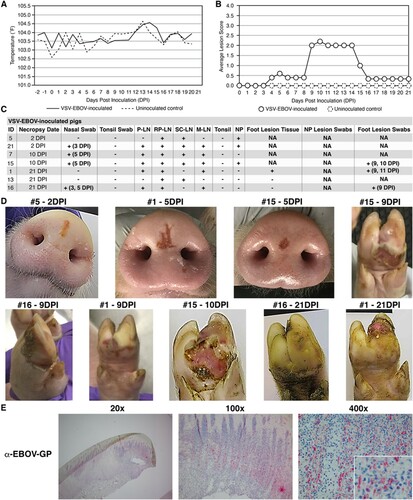 Figure 2. Clinical analysis of VSV-EBOV-inoculated pigs. (A) Average daily temperatures of VSV-EBOV-inoculated pigs compared to uninoculated controls. (B) Average lesion scores of VSV-EBOV-inoculated pigs compared to uninoculated controls on each day of the study. (C) Summary of RT-qPCR analysis performed to detect viral RNA in clinical samples collected throughout the study, indicating the presence (+) or absence (−) of viral RNA. P-LN – parotid lymph node; RP-LN – retropharyngeal lymph node; SC-LN – superficial cervical lymph node; M-LN – mandibular lymph node; NP – nasal planum; NA – Not Applicable because not present or collected; DPI - days post inoculation in which positive samples were detected. (D) Representative pictures showing vesicular lesions in VSV-EBOV-inoculated pigs. (E) Immunohistochemistry analysis performed on foot lesion tissue (hoof and skin) collected on 10 DPI necropsy from VSV-EBOV-inoculated pig #15 showing positive (red) immunostaining using anti-EBOV-GP rabbit polyclonal antibody localized to the stratum spinosum and granulosum of the epidermis.