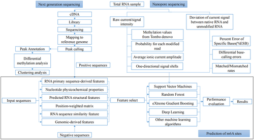 Figure 3. The overview of bioinformatics methods to decipher the m6A methylation.