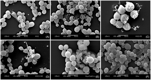 Figure 1. Effects of the Nb fraction from Sideroxylon obtusifolium extract on biofilm morphology/integrity. SEM photomicrographs (5000x) showing Candida albicans biofilm cells treated with different concentrations of the Nb fraction (A) 62.5 μg/mL (MIC), (B) 250 μg/mL (MFC), (C) 312.5 μg/mL (5xMIC), (D) 625 μg/mL (10xMIC); as well as (E) 0.97 μg/mL nystatin and (F) vehicle. The Nb fraction affected cell structures even at low concentrations (MIC). Nystatin was used as positive control, and the vehicle did not affect the biofilm cells.