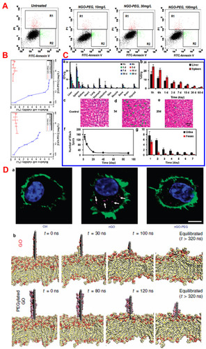 Figure 3 (A) Apoptosis assay was done by FACS. MCF-7 cells treated with different concentrations of NGO-PEG. R1 (red) represent region of dead cells and R2 (green) represent the regions of apoptotic cells. Reprinted with permission from Liu Z, Robinson JT, Sun X, Dai H. PEGylated nanographene oxide for delivery of water-insoluble cancer drugs. J Am Chem Soc. 2008;130(33):10876-10877.Copyright 2008 American Chemical Society.Citation11 (B) Cell viability of GO-PEG (red line) and GO-PEG/PTX against A549 (A) and MCF-7 (B) after 72 h of incubation. Reprinted with permission from Xu Z, Wang S, Li Y, Wang M, Shi P, Huang X. Covalent functionalization of grapheneoxide with biocompatible poly (ethylene glycol) for delivery of paclitaxel. ACS Appl MaterInterfaces. 2014;6(19):17268-76. Copyright 2014 American Chemical Society.Citation10 (C) In vivo biodistribution and clearance data of NGS-PEG in female Balb/cmice. (a) Time-dependent biodistributionin major organs of 125I-NGS-PEG. (b) presence of 125I-NGS-PEG in the liver and spleen over different time points. (c-e) Haemotoxylin and Eosin (H&E) stained liver sections from the untreated control mice(c) and NGS-PEG treated mice at day 3 (d) and day 20 (e) of post injection. (f) Statistic of the numbers of black spot in liver sections at various time point after NGS-PEG administration. Each data point was the average of 5 images under a 20X objective. (g) the levels of 125I-NGS-PEG in urine and faeces in the first week of post injection. Excretions of mice were collected by metabolism cages. Standard deviations of 4-5 mice per group were taken for the error bar. Reprinted with permission from Yang K, Wan J, Zhang S, Zhang Y, Lee ST, Liu Z. In vivo pharmacokinetics, long-term biodistribution, and toxicology of PEGylated graphene in mice. ACS Nano. 2011;5(1):516-22. Copyright 2011 American Chemical SocietyCitation13 and (D) Internalization of nGO, nGO-PEG by peritoneal macrophages (white arrow indicated the nGO as purple dots) (a), Snapshots of membrane insertion processes of GO and PEGylated GO during stimulation, (carbons of GO represented in grey color and covalently linked PEG chains are in purple color) (b). Reproduced from Luo N, Weber JK, Wang S, et al. PEGylated graphene oxide elicits strong immunological responses despite surfacepassivation. Nat Commun. 2017;8(1):1. Creative Commons license and disclaimer available from: http://creativecommons.org/licenses/by/4.0/legalcode.Citation47