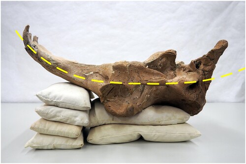 FIGURE 3. Midline of the LACM 150150 skull where the two sides of the clamshell will meet, based on the skull's morphology and robustness.