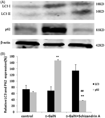 Figure 2. Schisandrin A activates autophagy. (A) The expression of LC3 and p62 proteins was analyzed by western blot. The protein levels of LC3I 18KD, LC3II 16KD and p62 83KD are shown, and β-actin was used as an internal control. (B) Relative expression of LC3 and p62. Optical densities of respective protein bands were analyzed using Sigma Scan Pro5. Statistical comparisons between treated and control groups were performed using ANOVA (**p < 0.01 versus control, ## p < 0.01, compared with the d-GalN-treated group).