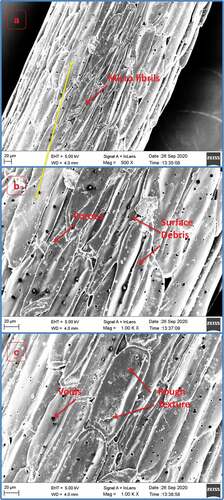 Figure 4. SEM image of FSLF Fibre – (a) 500x, (b) 1KX, and (c) 1KX.