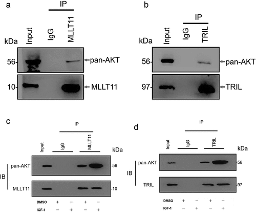 Figure 6. Co-IP detected the interaction between MLLT11-TRIL and AKT. The cell lysate was immunoprecipitated with IgG, MLLT11 (a) or TRIL (b) antibody. And immunoprecipitates were immunoblotted (IB) with pan-AKT antibody. After IGF-1 treated the cells, the above experiment was repeated. The immunoprecipitates were immunoblotted with pan-AKT antibody. The control group was treated with DMSO.