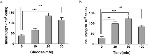 Figure 1. The effect of glucose in insulin-secreting INS-1E cells. a. Insulin secretion was measured in different concentrations of glucose for 30 min. The levels of insulin secretion were detected by ELISA. Data from three independent experiments were expressed as the mean ± SEM. Statistical analysis was performed by using one-way ANOVA followed by Dunnett’s multiple comparison. **P < 0.01 and ***P < 0.001. b. Insulin secretion was measured at different time points of 20 mM glucose treatment in INS-1E cells. Insulin secretion increased significantly in 60-min high glucose treatment and decreased at 120 min. Data from three independent experiments were expressed as the mean ± SEM. Statistical analysis was performed by using one-way ANOVA followed by Dunnett’s multiple comparison. **P < 0.01 and ***P < 0.001.