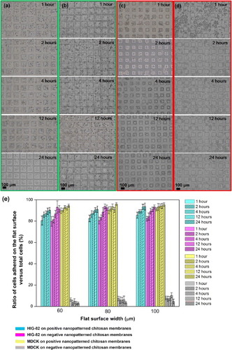 Figure 3. Phase contrast images of HIG-82 fibroblasts after 1, 2, 4, 12 and 24 h cultures on (a) positively nanopatterned chitosan membranes, and (b) negatively nanopatterned chitosan membranes. Phase contrast images of MDCK cells after 1, 2, 4, 12 and 24 h cultures on (c) positively nanopatterned chitosan membranes, and (d) negatively nanopatterned chitosan membranes. Both cells preferred to adhere onto a flat/planar surface rather than on nanopatterns of positively nanopatterned chitosan membranes. HIG-82 fibroblasts could adhere onto rough surfaces better than MDCK cells could, based on the morphology of flat surfaces on negative nanopatterned chitosan membranes. (e) The ratio of MDCK cells and HIG-82 fibroblasts adhered onto a flat surface versus total cells with various widths of positively and negatively nanopatterned chitosan membranes. Data are mean ± standard deviation (N =5, n =10).