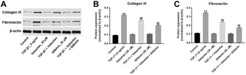 Figure 4 Silibinin significantly enhanced the inhibitory effect of valsartan on expression of collagen III and fibronectin. (A) The protein expressions of collagen III and fibronectin in control, TGF-β1 (5 ng/mL), valsartan (30 μM), TGF-β1+valsartan, silibinin (30 μM) or TGF-β1+valsartan+silibinin were investigated by Western-blot. β-actin was used as an internal control. The relative protein expression of (B) collagen III and (C) fibronectin was quantified by normalizing to β-actin. **P<0.01 vs control group; ##P<0.01 vs TGF-β1 group; $$P<0.01 vs TGF-β1+valsartan group.