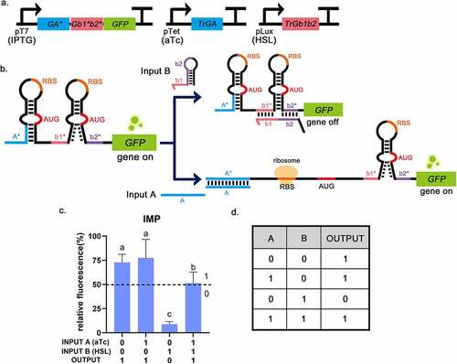 Figure 5. The experimental results of the IMPLICATION gate (B implies A). a, The circuit diagram of IMP gate. b, The operating mechanism of IMP gate. Input A will bind to the toehold switch, allowing for translation initiation. Input B will bind to 3WJ switch RNA to strongly repress translation. c, Relative fluorescence intensity is shown in the picture which the highest fluorescence intensity value is chosen as 100%. It is shown that when INPUT A = 0, INPUT B = 1, the fluorescence intensity of GFP is low. And the fluorescence intensity of GFP was high in the other three groups, corresponding to the situation described in the truth table. INPUT A = 1 means that aTc (0.25 mg/mL) is added, INPUT B = 1 means that HSL (0.1 mg/mL) is added. The dotted lines indicate the corresponding threshold (relative fluorescence intensity: 50%). Error bar: SD (n = 9). P < 0.01 through One-Way ANOVA analysis. d, The truth table of the IMP gate (B implies A).