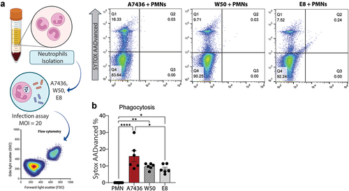 Figure 3.  (a) Experimental workflow. (b) Results from caspase-3/7 activity assayed by measuring the fluorescence of AMC; the activity of caspase-3 was expressed in % of relative fluorescence units (RFU), which is translated to PMN apoptosis. (c) Results from Sytox staining of % PMN necrosis. Data are the mean of six independent experiments, and bars are SE. *: p < 0.05 statistical difference. Panel A was created with BioRender. One-way ANOVA followed by Tukey’s posthoc test was performed.