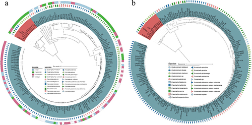 Figure 3. Phylogenetic analysis of Cysteiniphilum and Francisella genus. (A) Mash-distance based neighbour-joining tree of 13 Cysteiniphilum and 165 representative Francisella genomes. (B) Maximum likelihood phylogenetic tree based on 81 up-to-date bacterial core genes.