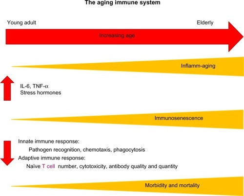 Figure 2 Increasing age leads to elevated basal levels of inflammation (inflamm-aging) and increased immunosenescence, which are associated with changes in both innate and adaptive immune responses, contributing to the heightened morbidity and mortality seen in the elderly.