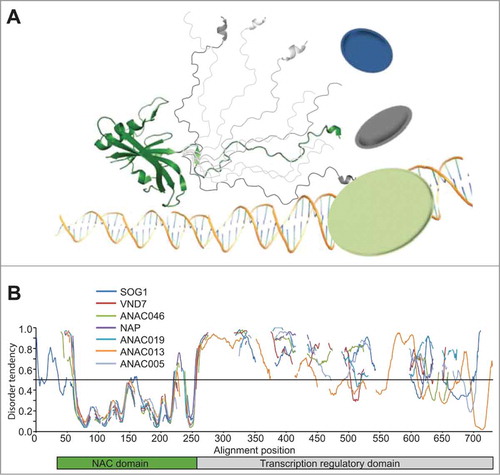 Figure 1. ID in NAC transcription factors. (A) Schematic domain structure of a typical NAC transcription factor. The N-terminal DNA-binding NAC domain (green) forms a twisted β sheet (Protein Data Bank accession 1UT7) followed by a disordered C-terminus (different conformers in gray) encompassing transcription regulatory activity and a large interaction potential.Citation10 (B) Predicted disorder plotted as a function of alignment position for representative NAC proteins. Alignment position was determined from a multiple alignment of complete NAC proteins generated by ClustalX using MEGA4 softwareCitation28 followed by manual adjustments. The disorder tendency was predicted using metaPrDOS,Citation11 which integrates predictions from 5 different prediction methods. The threshold for prediction of ID is 0.5. The position of the NAC domain is shown by a green bar, while the position of the disordered transcription regulatory domain is shown by a gray bar.