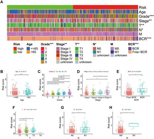 Figure 5 The relationship between the signature and different clinical features. A strip chart (A) along with the scatter diagram showed the relationship among (B) age, (C) tumor grade, (D) stage, (E) BCR, (F) T stage, (G) N stage, (H) M stage and the risk score. . *P< 0.05, **P< 0.01, and ***P< 0.001.