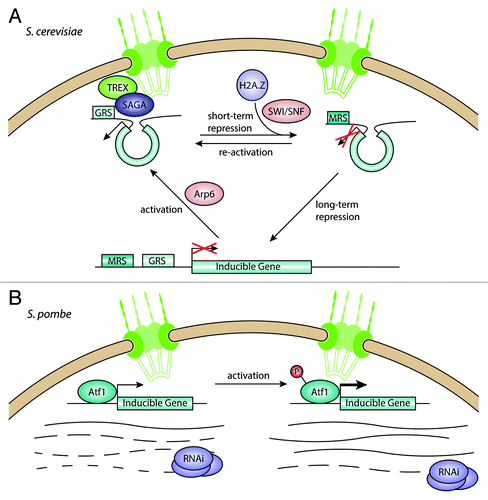 Figure 1. Interactions between the nuclear pore complex and inducible genes. (A) In S. cerevisiae, inducible genes move from the nuclear interior to the NPC upon activation, mediated by the SAGA and TREX complexes. Genes can stay at the NPC during short-term repression, allowing for fast activation, but move toward the interior under long-term repression. (B) In S. pombe, inducible genes are bound by the transcriptional regulator Atf1 and associate with the NPC. Under repressive conditions, the RNAi machinery degrades the transcripts coming from these genes, keeping mRNA levels low. When induced, Atf1 gets phosphorylated and leads to increased transcription, overcoming the degradation of transcripts through RNAi.