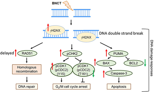 Figure 9 Proposed scheme for boron neutron capture therapy-induced DNA damage responses in HCC.