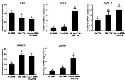 Figure 3. Effect of C-type natriuretic peptide (CNP) pre-treatment on gene expression of yak oocyte. After yak oocytes were in vitro matured 0 h (0 h IVM), 24 h conventional IVM (24 h IVM), and 6 h pre-IVM with 100 nM CNP followed by 28 h IVM (6 h pre-IVM + 28 h IVM), the expression levels of BAX, BCL2, DNMT1, GDF9 and BMP15 were detected by RT-qPCR and were presented relative to GAPDH as the mean ± standard error. Values with different superscripts (a, and b) are significantly different (P < .05; one-way ANOVA followed by Tukey’s multiple-comparison test). n = 10 per each group.