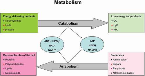 Figure 6. Metabolism consisting of catabolic and anabolic processes encompasses the sum of all chemical conversions in a cell or organism. (a) Anabolism and (b) catabolism.