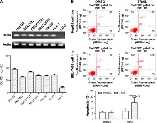 Figure 1 Expression of DcR3 in hepatocellular carcinoma cell lines and sensitivity to TRAIL for HepG2 and BEL-7402.