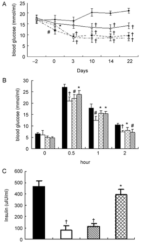 Figure 1.  Effects of compounds (methylcellulose (MC), Ros, 15, 5) on fasting glucose profile (A), glucose tolerance (B), and insulin profile (C) of KK/Ay diabetic mice. Parameters for (A) were measured 2 days prior to and for 22 days during treatment with MC (0.5%, 20 mL/kg body weight/day; black diamonds), Ros (4 mg/kg body weight/day; black squares), 15 (75 mg/kg body weight/day; white squares), 5 (75 mg/kg body weight/day; white triangles). (B) Response to a glucose load in KK/Ay mice treated with MC (black bar), Ros (white bar), compound 5 (double hatched bar), or compound 15 (hatched bar). (C) Insulin level on day 22 (last day of treatment) in KK/Ay mice treated with MC (black bar), Ros (white bar), compound 15 (hatched bar), or compound 5 (double hatched bar) Values are means ± SD for groups of five mice. *p < 0.05, #p < 0.01, †p < 0.001 vs. MC-treated KK/Ay mice.
