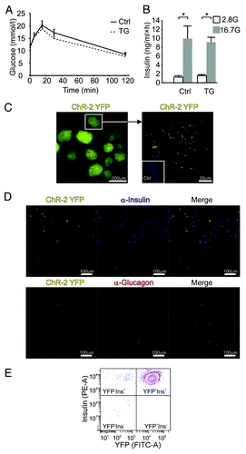 Figure 1. (A) IPGTTs of transgenic (TG, dotted trace; n = 7) and control mice (Ctrl, continuous trace; n = 8) show no significant difference. (B) Insulin secretion from batches of TG or control islets in response to 1 h incubations at 2.8 mmol/L (empty bars; n = 3 experiments) or 16.7 mmol/L glucose (gray bars; n = 3). (C) ChR2-YFP fluorescence in TG islets. Right panel shows an islet at higher magnification and a non-TG (Ctrl) islet stained with DAPI (inset). (D) Representative examples of ChR2-YFP fluorescence in dispersed islets cells stained for insulin (upper panel) or glucagon (lower panel). Merged images are shown to the right. Scale bar is 100 μm. Data are means ± SEM *P < 0.05. (E) Contour plot of fluorescent cell counting using FACS (representative example of β-cell fraction from one animal) with the PE-A signal representing insulin-positive (Ins+) and the FITC-A signal denoting YFP-positive cells (YFP+), all in the β-cell gate.