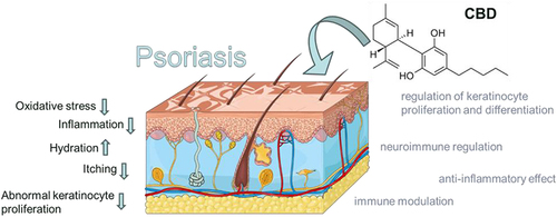 Figure 1 The figure highlights the possible mechanisms of action of cannabidiol in the treatment of psoriasis. CBD action may reduce inflammation, oxidative stress, itching, abnormal proliferation of keratinocytes, and may increase hydration. Adapted from from smart SERVIER MEDICAL. INTEGUMENTARY SYSTEM ART. 2024. Available from https://smart.servier.com/smart_image/integumentary-system/, licensed under Creative Commons Attribution 4.0 https://creativecommons.org/licenses/by/4.0/.Citation39