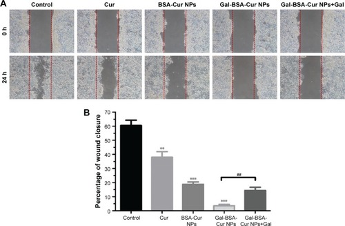 Figure 14 Cell migration effect of HepG2 cancer cells pretreated with Cur, BSA-Cur NPs, Gal-BSA-Cur NPs, and Gal-BSA-Cur NPs+Gal. (A) The cell migration was determined by wound healing assay after treatment for 24 hours. (B) The quantitative analyses of cell migration.Notes: Each point represents the mean±SD (n=3). ##P<0.01, **P<0.01, ***P<0.001.Abbreviations: BSA-Cur NPs, curcumin-loaded BSA nanoparticles; Cur, curcumin; Gal, galactose; Gal-BSA-Cur NPs, curcumin-loaded galactosylated BSA nanoparticles.