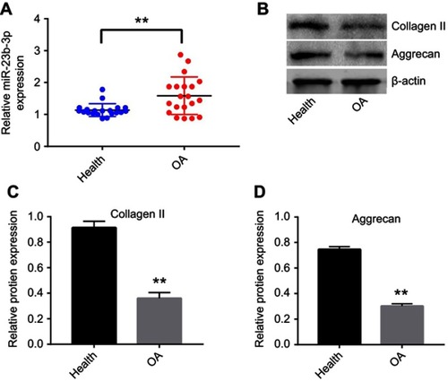 Figure 1 miR-23b-3p was upregulated in OA tissues. (A) The level of miR-23b-3p in joint tissues from patients of OA and healthy ones was detected with qRT-PCR. (B) Expressions of collagen II and aggrecan in OA and healthy tissues were detected with Western blotting. β-actin was used as an internal control. (C, D) The relative expressions of collagen II and aggrecan were quantified via normalizing to β-actin. **P<0.01 compared with the health group.