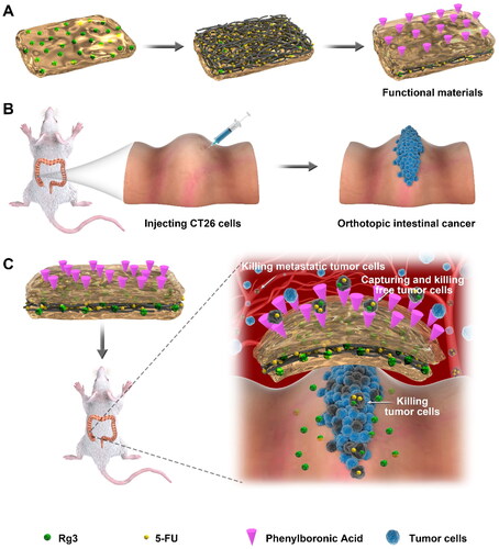 Scheme 1. Preparation of three-layered functionalized hydrogel-fibrous membrane-hydrogel composite materials and the CRC prevention effects. (A) three-layered hydrogel-fibrous membrane-hydrogel composite materials. (B) Preparation of orthotopic colon cancer in mice. (C) Mechanisms of tumor prevention.