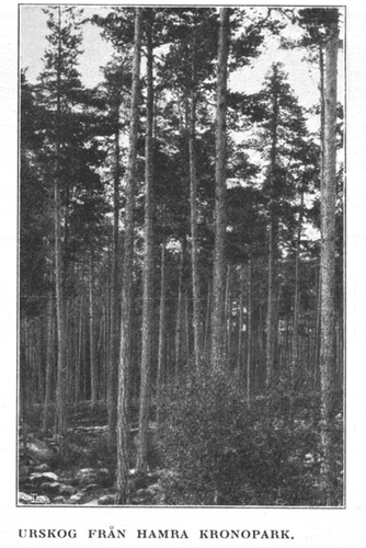 Figure 2. This is an example of how primeval forests were depicted visually in the yearbooks of the STA, usually with high trees, a seemingly ‘untouched’ ground, and no sign of humanity. I will dig more into the details of the features assigned to these kinds of forests in my upcoming pictorial examples – photographer unknown (Birger, Citation1912, p. 137).