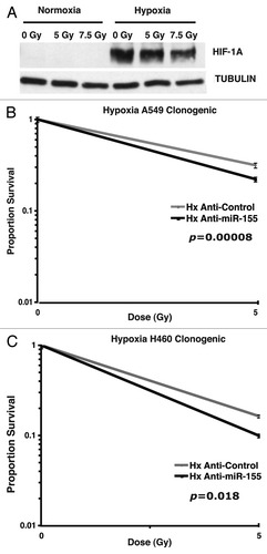 Figure 4. Inhibition of miR-155 radiosensitizes hypoxic lung cancer cells. (A) Protein gel blot showing HIF-1α induction in cells incubated in mobile irradiation-permissive hypoxia chambers. (B) Survival curve showing anti-miR-155 treatment compared with anti-control treatment in hypoxic A549 cells at the given doses of irradiation. (C) Survival curve showing anti-miR-155 treatment compared with anti-control treatment in hypoxic H460 cells at the given doses of irradiation.