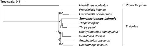 Figure 3. Phylogeny of ten species of Thripidae based on the protein-coding genes. The following sequences were used: Haplothrips aculeatus, NC 027488.1; Frankliniella intonsa, NC 021378.1; Frankliniella occidentalis, NC 018370.1; Stenchaetothrips biformis, ON653412.2; Thrips imagines, NC 004371.1; Thrips palmi, NC 039437.1; Neohydatothrips samayunkur, NC 039942.1; Scirtothrips dorsalis, NC 025241.1; Anaphothrips obscurus, NC 035510.1; Dendrothrips minowai, NC 037839.1. The support values are shown next to the nodes.
