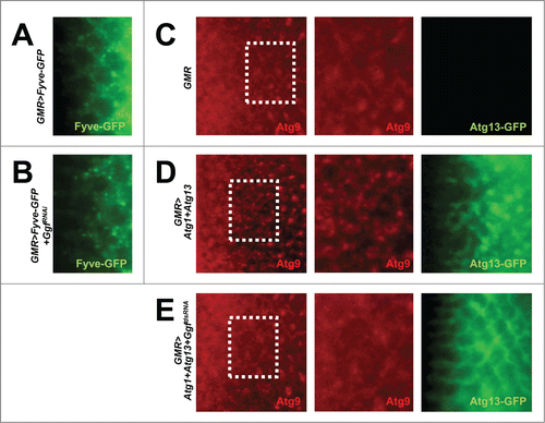 Figure 4. Gyf silencing does not interfere with the Atg6-Pi3K59F activity but inhibits Atg1-Atg13-induced Atg9 trafficking. (A and B) Developing eye discs from wandering-stage third instar larvae expressing indicated transgenes were observed under a fluorescence microscope to visualize Fyve-conjugated GFP (green) that monitors PtdIns3P. (C–E) Developing eye discs from wandering-stage third instar larvae expressing indicated transgenes were analyzed by anti-Atg9 (red) staining, which monitors trafficking of endosomes to autophagosomes. Boxed areas in the left-most panels are magnified in the middle panels. The right-most panels display fluorescence of Atg13-conjugated GFP (green) in the region corresponding to the left-most panel.