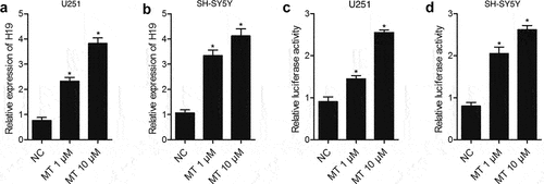 Figure 1. MT enhanced H19 expression via promoting the transcription efficiency of H19 promoter. (a) MT dose-dependently increased H19 level in U251 cells (* P value< 0.05, vs. NC; NC: negative control group). (b) MT dose-dependently increased H19 level in SH-SY5Y cells (* P value< 0.05, vs. NC; NC: negative control group). (c) MT dose-dependently increased the luciferase activity of H19 promoter in U251 cells (* P value< 0.05, vs. NC; NC: negative control group). (d) MT dose-dependently increased the luciferase activity of H19 promoter in SH-SY5Y cells (* P value< 0.05, vs. NC; NC: negative control group).