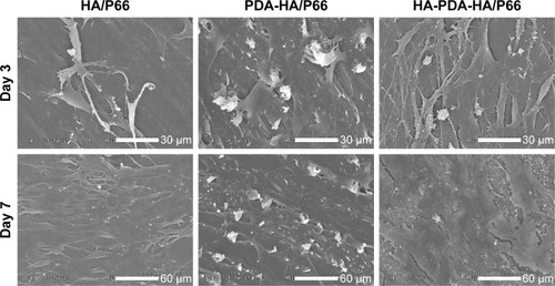 Figure 7 SEM images of the C3H10T1/2 cells on the substrates at 3 and 7 days (Magnification 600× for day 3, Magnification 300× for day 7).Abbreviations: HA/P66, hydroxyapatite/polyamide 66; PDA, polydopamine; SEM, scanning electron microscopy; PDA-HA/P66, polydopamine coating on hydroxyapatite/ polyamide 66; HA-PDA-HA/P66, hydroxyapatite coating formation on hydroxyapatite/polyamide 66 assisted by polydopamine.